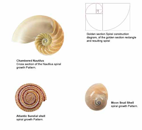 shell-spiral-proporation